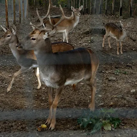 Nel Bosco - Tenuta Bocchineri Domek alpejski Rogliano