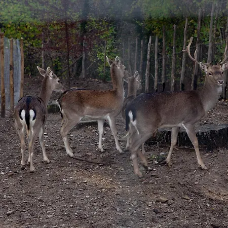 Nel Bosco - Tenuta Bocchineri *