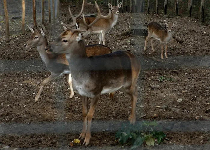 Nel Bosco - Tenuta Bocchineri Chalé Rogliano