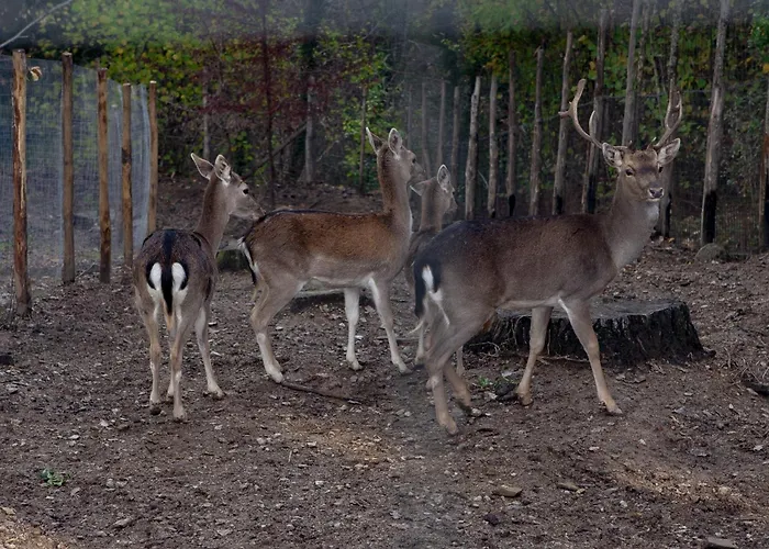 Nel Bosco - Tenuta Bocchineri *